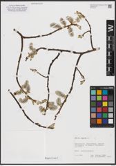 Foto von Salix caprea L.